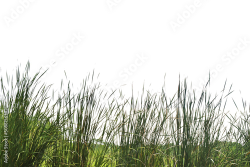Green grass fields on white background © หอมกลิ่น กล้วยไม้