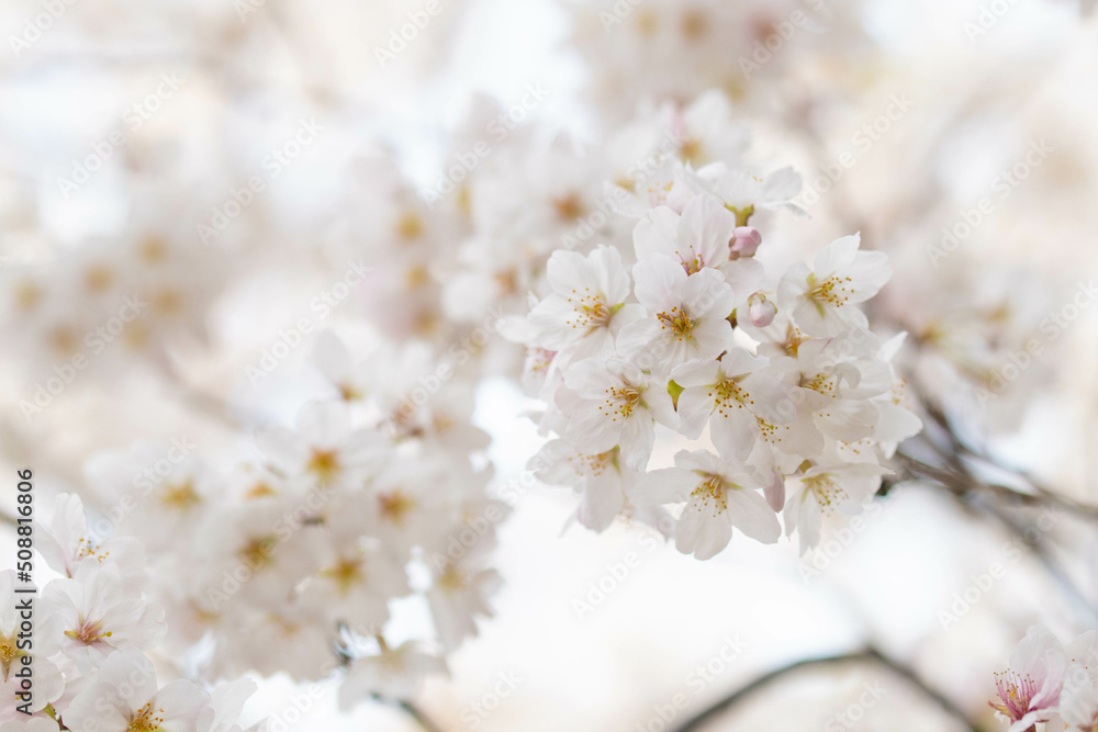 桜 桜