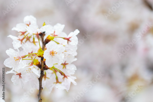 桜 © Niba