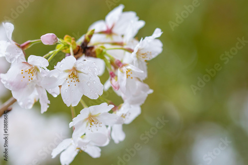 桜
