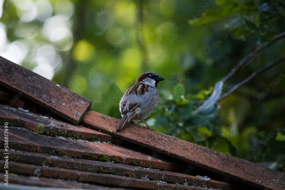 Naklejka premium Sparrow