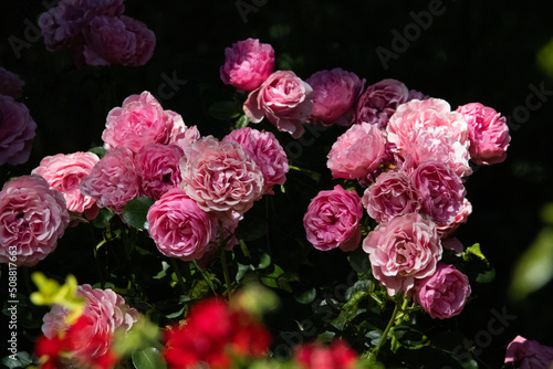 Assortment of Roses