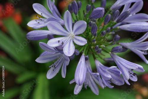 Hellblau bl  hende Lilie in einem Park voller bunter Blumen