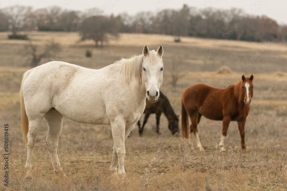 White horse standing in a pasture with other horses White horse standing in a pasture with other horses