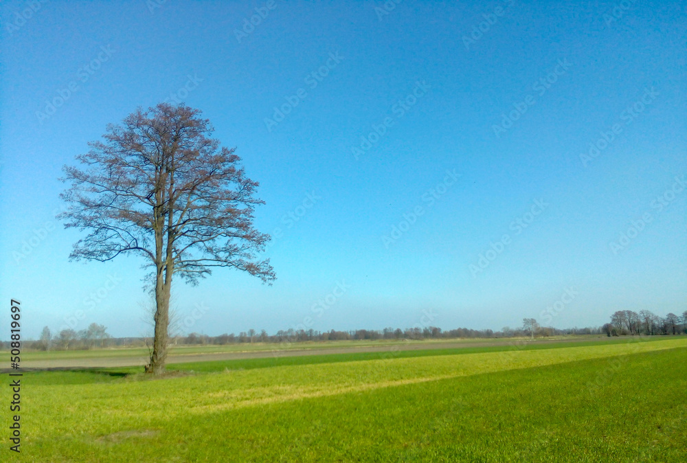 Obraz premium Drzewo na łące