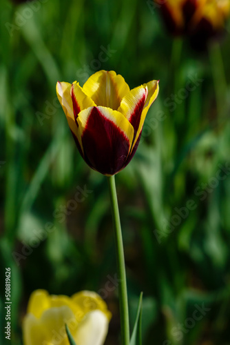 Tulips bloom Triumph Gavota in spring garden photo
