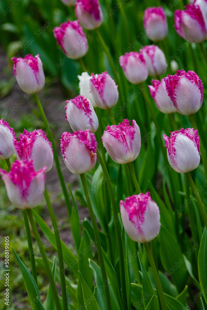 Tulips fringed tulip EYELASH in bloom Tulips fringed tulip EYELASH in bloom