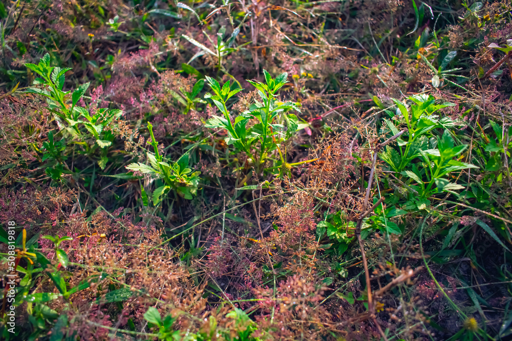 Isachne is a widespread genus of tropical and subtropical plants in the grass family, found in Asia, Africa, Australia, the Americas, and various oceanic islands. Isachne is a widespread genus of tropical and subtropical plants in the grass family, found in Asia, Africa, Australia, the Americas, and various oceanic islands.