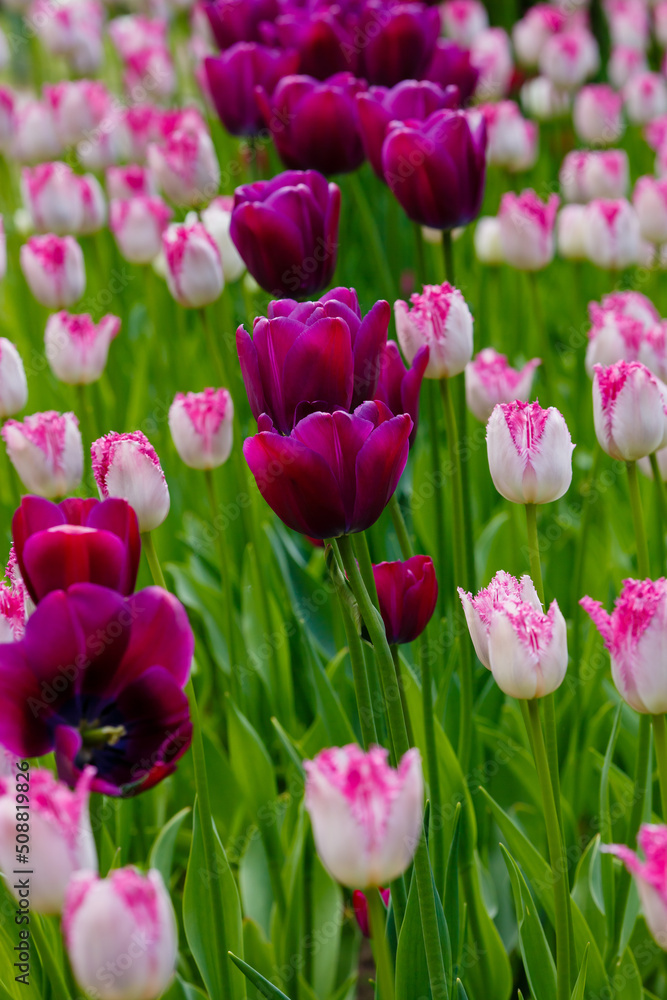 Purple Sky Tulips and Fringed tulips Eyelash in the spring garden