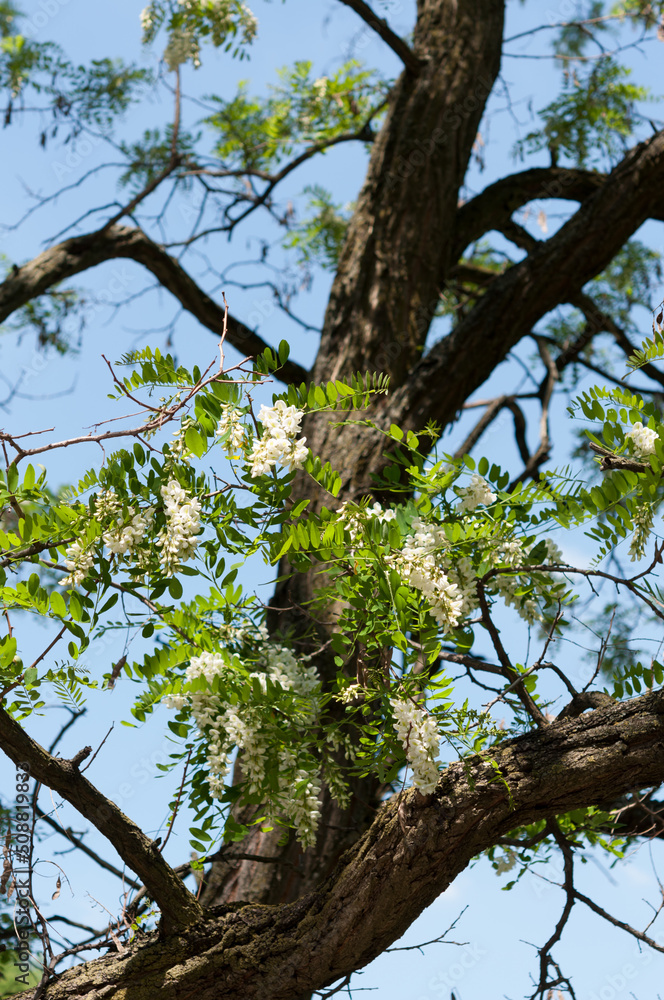black honey locust trees in bloom black honey locust trees in bloom