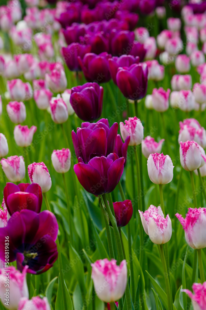 Tulips Fringed and tulips Eyelash in spring garden Tulips Fringed and tulips Eyelash in spring garden