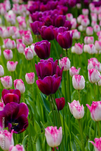 Tulips Fringed and tulips Eyelash in spring garden