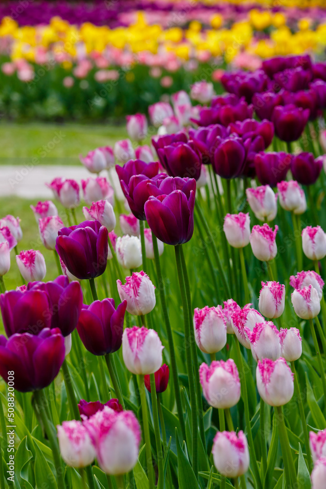 Purple Sky Tulips and Fringed Eyelash in the spring garden Purple Sky Tulips and Fringed Eyelash in the spring garden