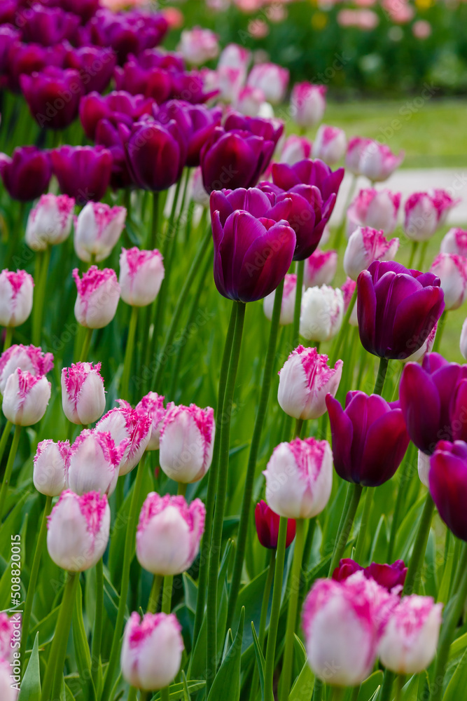 Purple Sky Tulips and Fringed Eyelash in the spring garden Purple Sky Tulips and Fringed Eyelash in the spring garden