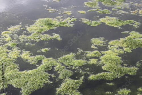 Growth of algae due to eutrophication © murasal
