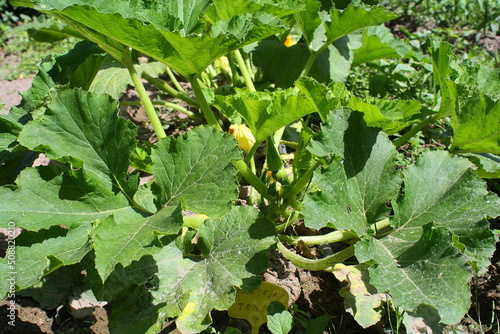 Close up of zucchini plant
