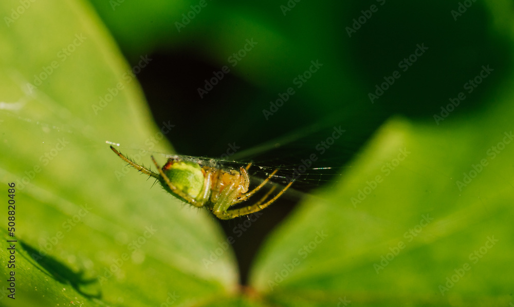 kleine Spinne mit Spinnennetz kleine Spinne mit Spinnennetz