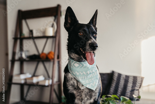 Dog with a bandana