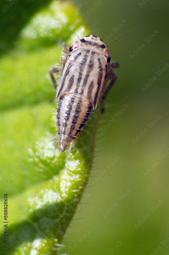 Striped leafhopper on a leaf in Cotacachi, Ecuador