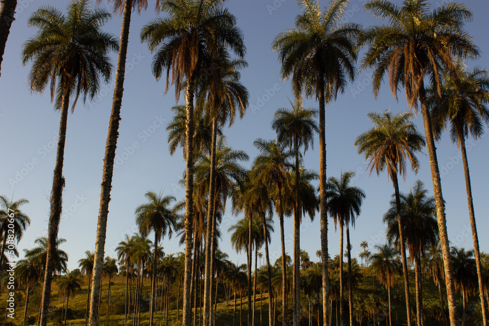 Macaúba ( Palm)