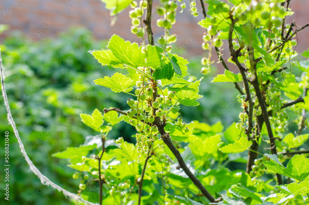 Green currant bush under sunlight Green currant bush under sunlight