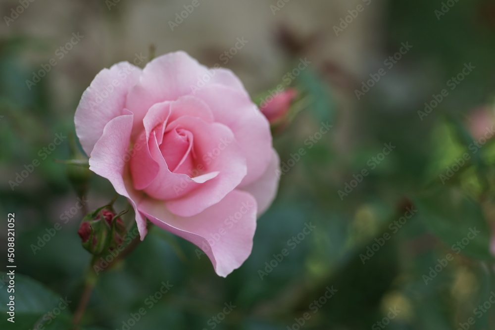 Rosen in einem Garten mit rosafarbiger Blume bei leicht geöffneter Blüte Rosen in einem Garten mit rosafarbiger Blume bei leicht geöffneter Blüte