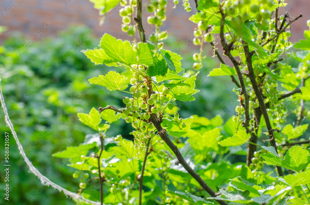 Green currant bush under sunlight Green currant bush under sunlight