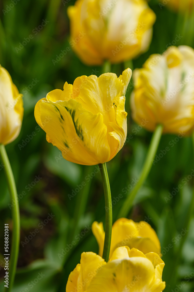 Obraz premium Tulip Yellow Sun in spring garden
