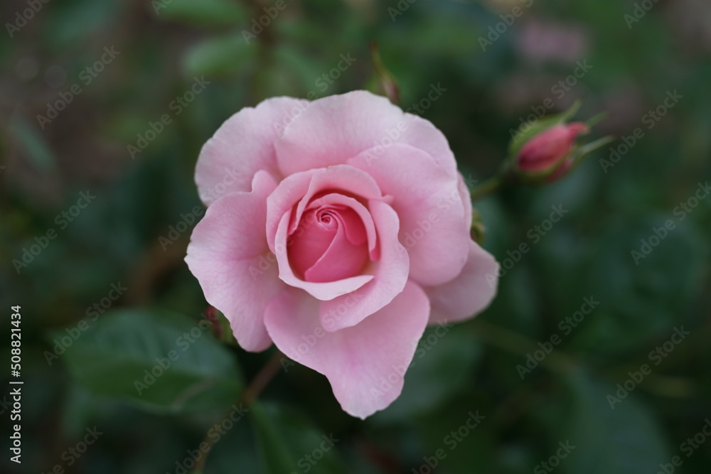 Rosen in einem Garten mit rosafarbiger Blume bei leicht geöffneter Blüte Rosen in einem Garten mit rosafarbiger Blume bei leicht geöffneter Blüte