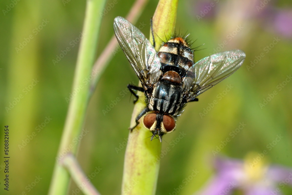 Fly on a blade of grass in Cotacachi, Ecuador Fly on a blade of grass in Cotacachi, Ecuador