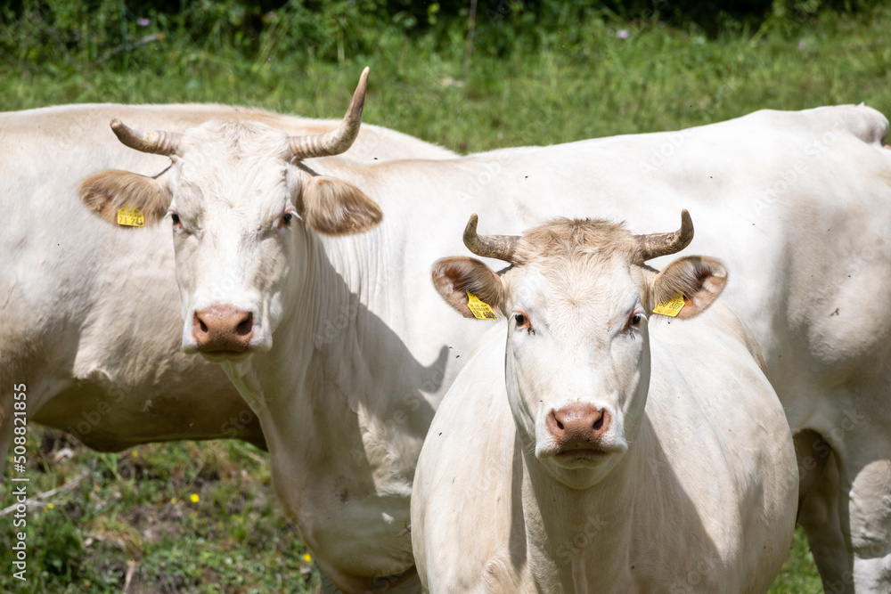 Selective focus shot of a bull