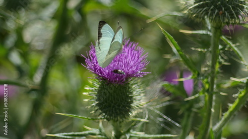 Cabbage butterfly and a beetle on a Scotch thistle flower in Cotacachi  Ecuador