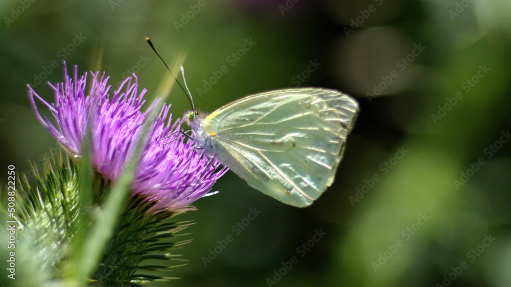 Cabbage butterfly on a Scotch thistle flower in Cotacachi, Ecuador
