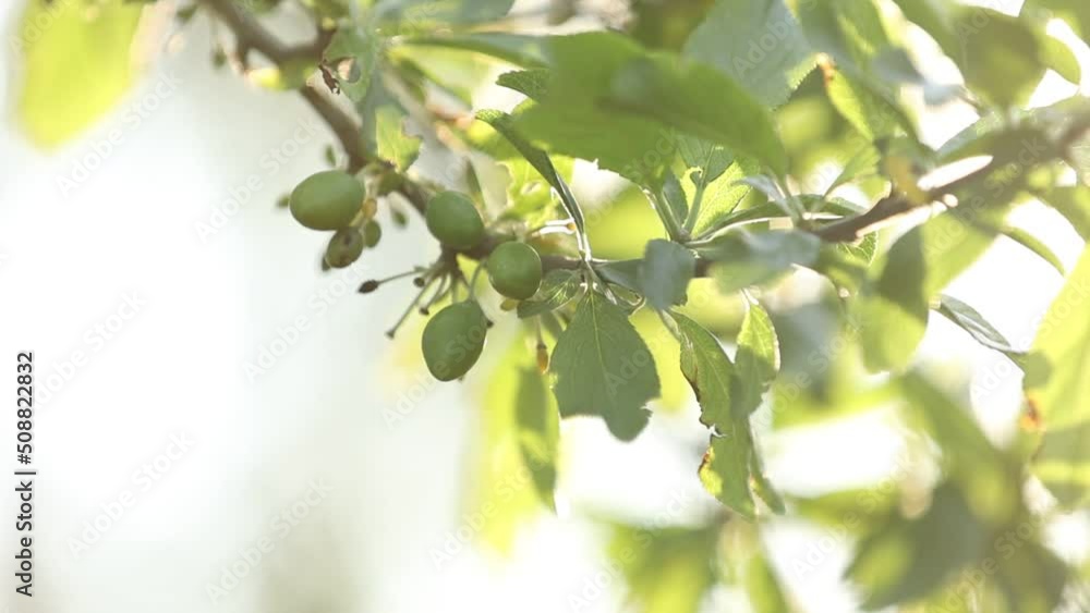 fresh green unripe plums on a branch of tree with sunlight. fruits garden in a spring sunny day. harvest. fresh green unripe plums on a branch of tree with sunlight. fruits garden in a spring sunny day. harvest.