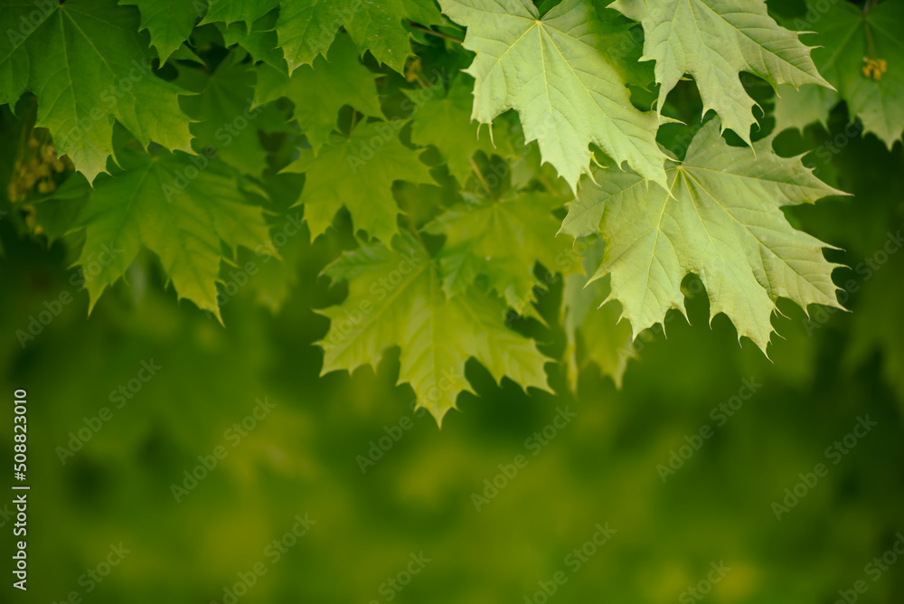 Maple leaves background Maple leaves background