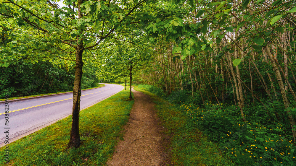 Fototapeta premium Yellow buttercups at forest edge by University Drive East on Burnaby Mountain on a damp Spring evening.