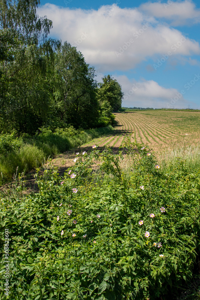Field and forest on a sunny day with a wild rose bush in the foreground