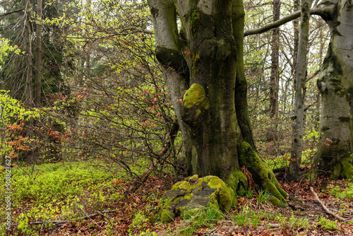 Old trees with mossy trunks in the forest on R  wnica