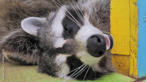 Close-up slow motion portrait of an american raccoon in contact zoo. Young happy racoon laying on shelf, smiling to the camera and almost fell asleep. Funny adorable animal. photo