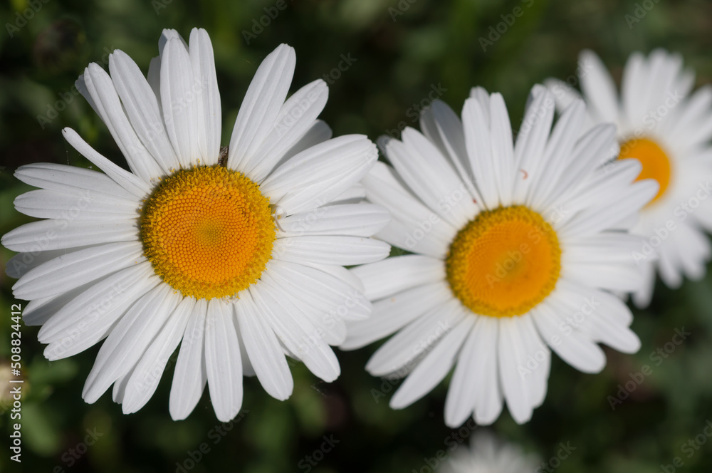 Obraz premium two and a half daisies in the sun
