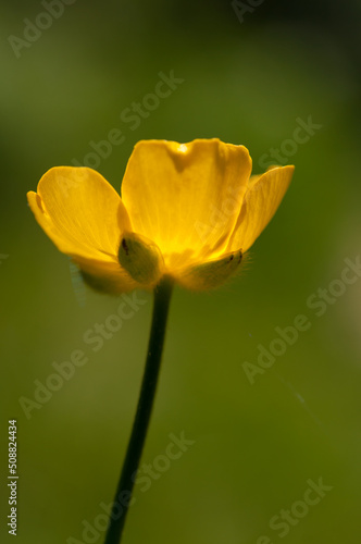 yellow flower on a green background