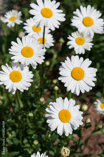 close up of daisies in the sun