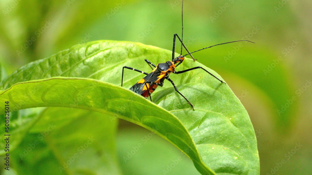 Orange and black assassin bug nymph on a leaf in Cotacachi, Ecuador Orange and black assassin bug nymph on a leaf in Cotacachi, Ecuador