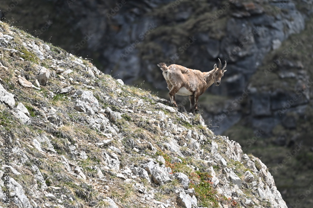 Naklejka premium bouquetins