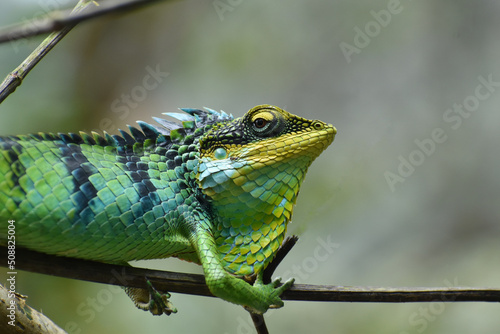 large scaled forest lizard (Calotes grandisquamis) photo