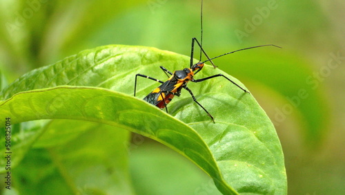 Orange and black assassin bug nymph on a leaf in Cotacachi, Ecuador