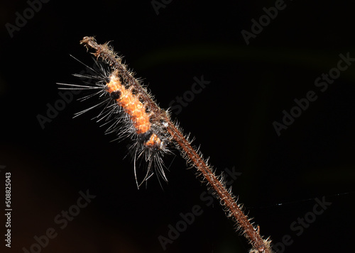 larvae of butterfly yellow colour