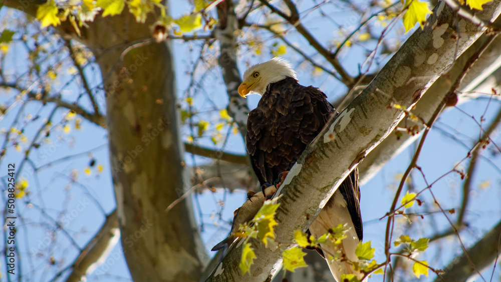 American bald eagle Conowingo Dam American bald eagle Conowingo Dam