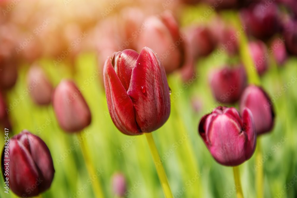 Fototapeta premium Dark red tulip flowers