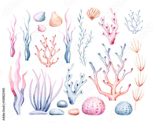Photography Watercolor seaweeds illustration